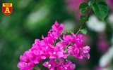 Hoa giấy bung nở khoe sắc ở Hà Nội